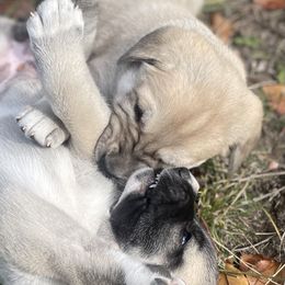 Anatolian Shepherd Dog Puppies from Wild Rooster Family Farm (AKC Anatolians OFA Hips Tested)