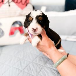 Bernedoodle, Goldendoodle, and Poodle Puppies from Teddy Doodles & Standard Poodles