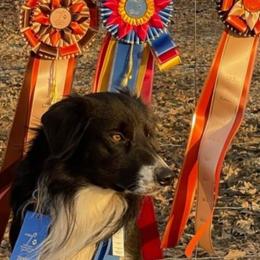 Border Collies from WW Stock Farm
