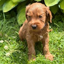 Blue Paws - Red  male Goldendoodle puppy in Rush, New York from Care Bear Puppies
