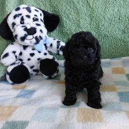 Kolter - Black male Havapoo puppy in Blanch, North Carolina from Faithful Hearts Kennel