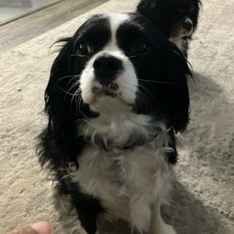 Luna - Cavalier King Charles Spaniel