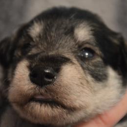 Atlas - Salt and pepper male Miniature Schnauzer puppy in Dozier, Alabama from The Bearded Lady Miniature Schnauzers