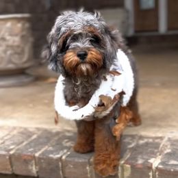 Rosie - Cavapoo