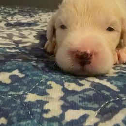 Green - Gray and white male Old English Sheepdog puppy in Iowa from Midwest Puppy Paws