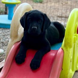 Blue Collar - Black male Labrador Retriever puppy in Somerset, California from Cantina Labs and Cavs