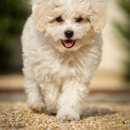 Aussiedoodle, Miniature Australian Shepherd, and Poodle Puppies from Woodwind Miniatures