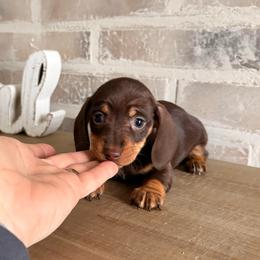 Girl 1 (CKC Registered) - Chocolate and tan female Dachshund puppy in Nacogdoches, Texas from S7 Dachsunds