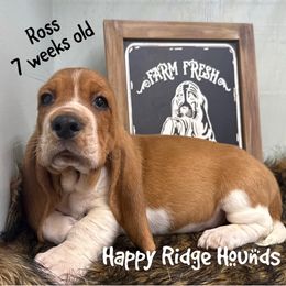 Ross - Red and white male Basset Hound puppy in Mebane, North Carolina from Happy Ridge Hounds