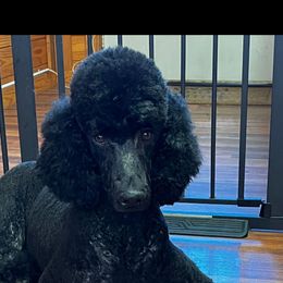 Scarlet - Poodle