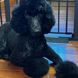 Scarlet - Poodle