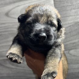 Boy 3 - Sable German Shepherd puppy in Little Rock, Arkansas from Vom Gonza German Shepherds
