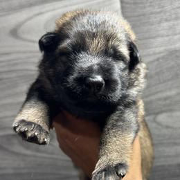 Boy 3 - Sable German Shepherd puppy in Little Rock, Arkansas from Vom Gonza German Shepherds