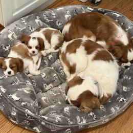Cavalier King Charles Spaniel and Cavapoo Puppies from Waggin Tails