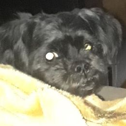 Shih Tzu Puppies from N.F.S.T Imperial ShihTzu Puppies.