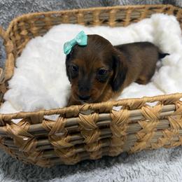 Dolly(AKC) - Red female Dachshund puppy in Mansfield, Missouri from Owens Farm