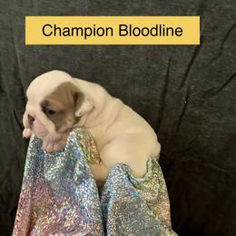 Patch - Fawn and white male Bulldog puppy in Tremonton, Utah from Snuggle Pups
