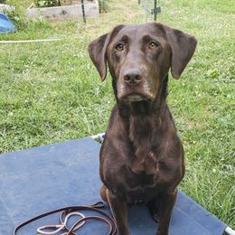 Labrador Retrievers from Syrius Dog