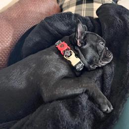 French Bulldog Puppies from Fancy Face Frenchies