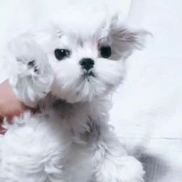 Paris 7500 - White female Maltese puppy in Miami, Florida from Natalias Tiny Chihuahuas
