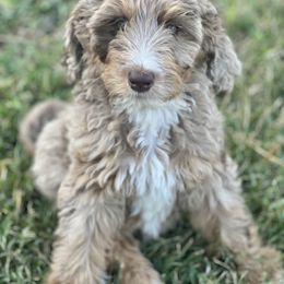 Aussiedoodle and Bernedoodle Puppies from High Desert Doodles