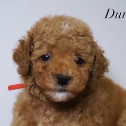Durk - Poodle puppy in New Jersey from TK Poodles