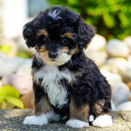 Cheerio - Tri-color male Bernedoodle puppy in Dundee, Ohio from Down Home Doodle