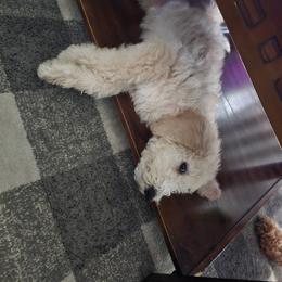 Bernedoodle and Double Doodle Puppies from ETX Dandy Doodle