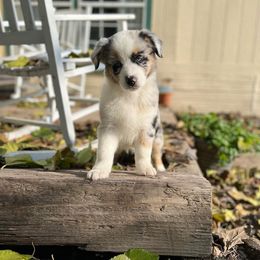 Australian Shepherd Puppies from HCA Aussies