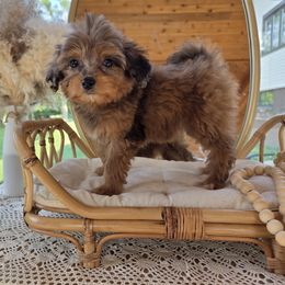 Curacao - Red merle female Aussiedoodle puppy in North Royalton, Ohio from Johnson's Doodles