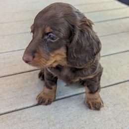Mousse - Chocolate and tan male Dachshund puppy in Box Elder, South Dakota from Bee Sweet Dachshunds