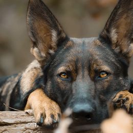 German Shepherds from Pine Hill German Shepherds