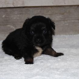 Flint - Black tri male Miniature Australian Shepherd puppy in Paris, Texas from Kuttin’ Up Mini Aussies