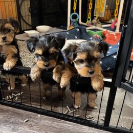 Yorkshire Terrier puppies from Mindie’s Minis