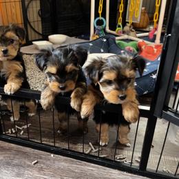Yorkshire Terrier puppies from Mindie’s Minis