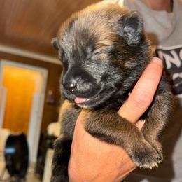 Brown - Mahogany male Belgian Malinois puppy in Saint Amant, Louisiana from Mercy Kennels