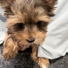 Yorkshire Terrier Puppies from Eileen’s Yorkies of Havasu
