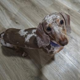Zoey - Dachshund