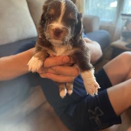 Toy Australian Shepherd Puppies from Mary Wickman