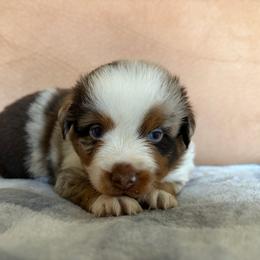 Stitch - Red merle male Miniature Australian Shepherd puppy in Brenham, Texas from Stone N Rose Kennels