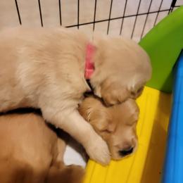 Golden Retriever Puppies from JK Goldens
