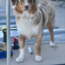 Clementine - Miniature Australian Shepherd