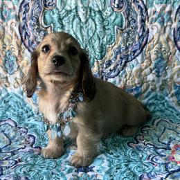 Hunter - Cream male Dachshund puppy in Lincoln, Arkansas from Red Dirt Dachshunds