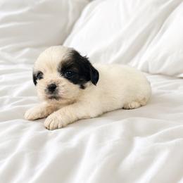 Girl 2 - Black and white female Shih Tzu puppy in Downey, California from Cali shih tzu