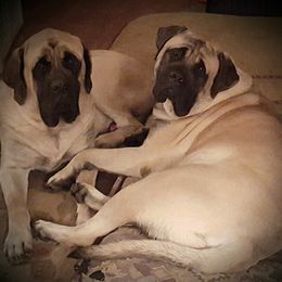 Mastiffs from Braveheart Mastiffs