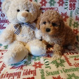 Havanese, Havapoo, and Poodle Puppies from Faithful Hearts Kennel