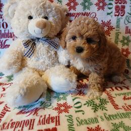 Havanese, Havapoo, and Poodle Puppies from Faithful Hearts Kennel