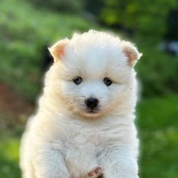 Mac - White male Pomsky puppy in Grass Valley, California from Karalot Pomskies