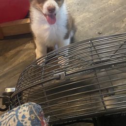 Australian Shepherd Puppies from Double BarH