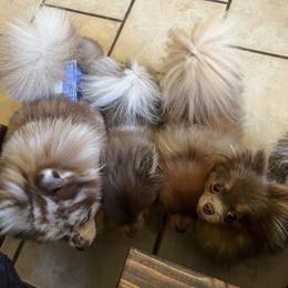 Pomeranian Puppies from Hummingbird & Fox